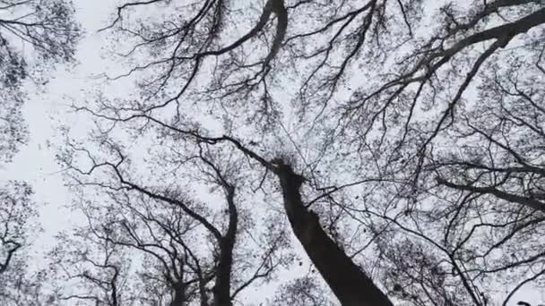 Камера Низького Положення Обертається Збуджує Верхівку Деяких Листяних Дерев Осінній Стокове Відео 