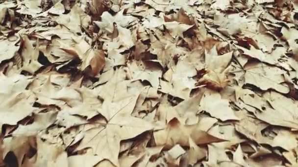 Walking Ground Covered Autumn Leaves Royaltyfri Stockvideo