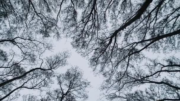 カメラは寒い秋の日に落葉樹の上を回っています ロイヤリティフリーのストック動画