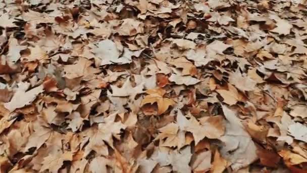 Camera Walking Spining Ground Covered Autumn Leaves Стоковый Видеоролик