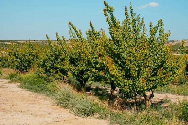 Detail Orchard Apricot Trees Seros Catalonia Spain Sunny Summer Day — Stock Photo, Image