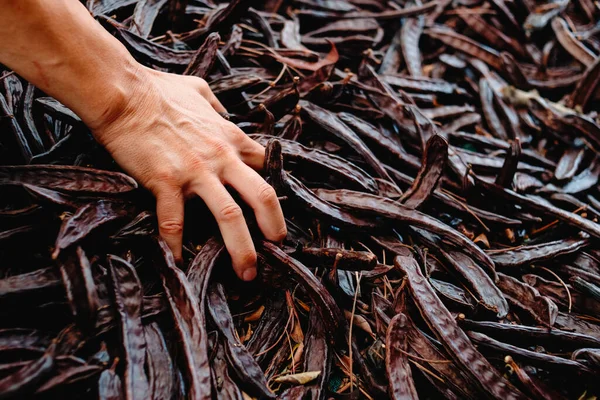 西班牙成熟的可可豆收获季节 一位高加索农民的特写镜头 — 图库照片