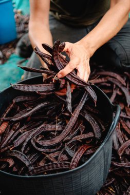 Beyaz bir çiftçinin İspanya 'daki hasat sırasında olgun keçiboynuzu fasulyelerini siyah bir sepete koyduğu yakın plan.