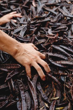 İspanya 'daki hasat sırasında bir grup olgun keçiboynuzu fasulyesini kapmak üzere olan Kafkas çiftçisinin yakın çekimi.