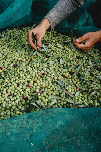 a caucasian man is removing some leaves from a pile of freshly collected arbequina olives during the harvesting in an olive grove in Catalonia, Spain