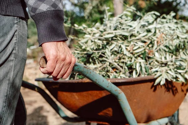 Man Pushes Old Rusty Wheelbarrow Full Olive Branches Freshly Pruned — Stock Photo, Image