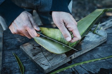 Deriyi kesen bir adam organik bir çiftlikte jel çıkarmak için aloe vera yaprağı kesiyor.