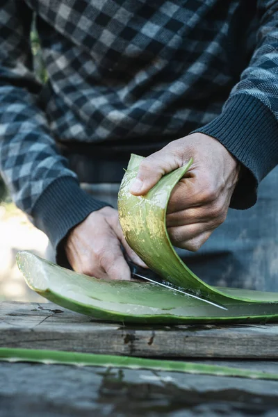 Ein Mann Schält Einem Biobauernhof Ein Blatt Aloe Vera Sein lizenzfreie Stockbilder
