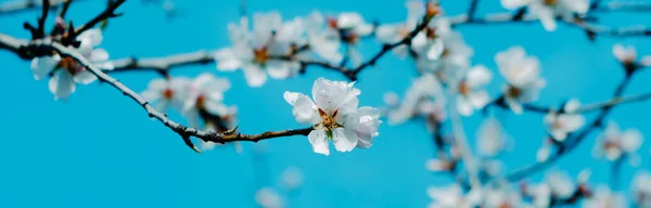 Egy Teljes Virágú Mandulafa Ágának Részletei Gyönyörű Fehér Virágokkal Kék Jogdíjmentes Stock Képek