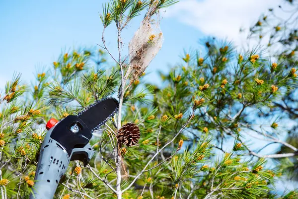 Closeup Telescopic Battery Powered Sawchain Cutting Branch Pine Tree Has — Stock Photo, Image