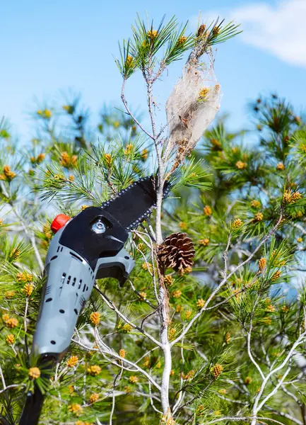 Seseorang Akan Memotong Cabang Pohon Pinus Yang Memiliki Tenda Prosesi — Stok Foto