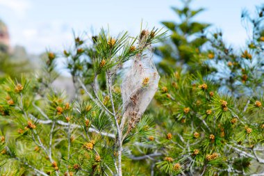 Güneşli bir kış gününde çam ağacının dalına yakın bir çam çadırı.