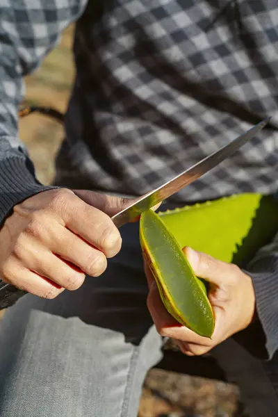在一个有机农场里 一个人用刀割芦荟叶子边缘提取其凝胶的男人的特写镜头 图库照片