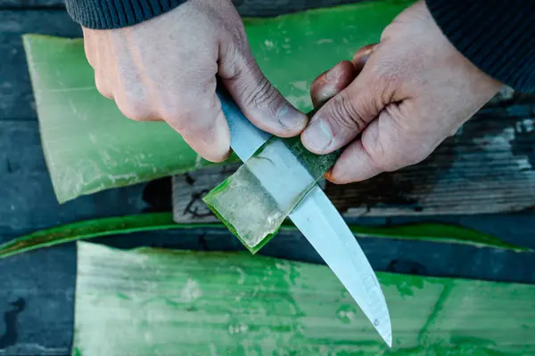 在有机农场里 一个男人用一把刀把芦荟叶子的凝胶用在生锈的桌子上 免版税图库照片