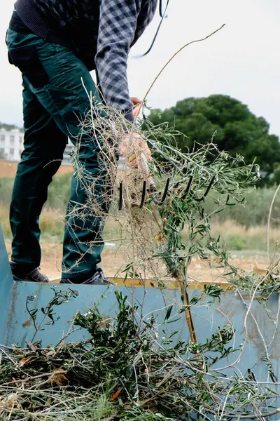 Bărbat Folosește Furculiță Grădină Pentru Arunca Plante Într Recipient Mare fotografii de stoc fără drepturi de autor