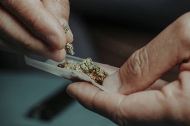 closeup of a man putting some shredded cannabis mixed with tobacco on a rolling paper clipart