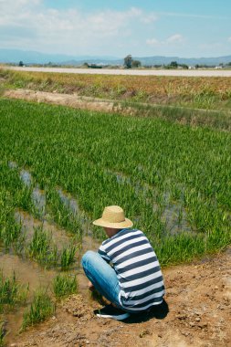 Hasır şapka takan bir adam, sulanmış pirinç tarlasında Ebro Deltası 'na fidanlar ekilmiş, İspanya Katalonya' da