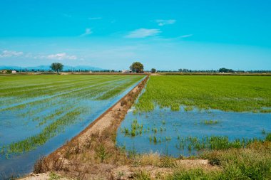 Deltebre, Katalonya, İspanya 'daki Ebro Delta' da fidelerin ekildiği sulandırılmış pirinç tarlası manzarası