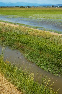 Deltebre, Katalonya, İspanya 'daki Ebro Delta' da su dolu bir pirinç tarlasının detayları.
