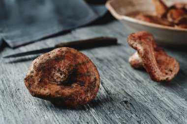 closeup of some raw rovellons, autumn mushrooms highly appreciated in Catalonia, Spain, on a rustic gray wooden table clipart