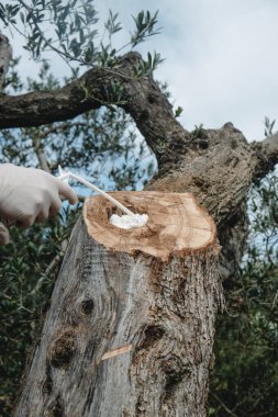 Tek kullanımlık eldiven giyen, köpükle doldurulan zeytin koruluğunda bir zeytin ağacının gövdesine delik açan bir adamın yakın çekimi.