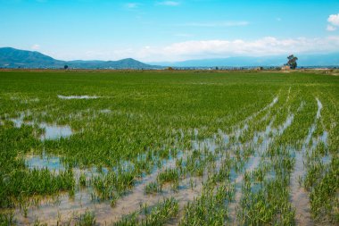 İspanya, Katalonya 'da Ebro Delta' da bir bahar günü sulanmış pirinç tarlası.