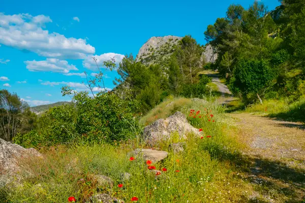 Sierra del Camorro dağ zincirinde bir bahar manzarası, Batik Sistemler içindeki Subbaetik aralığın bir parçası, arka planda kayalık bir sırt, Cuevas de San Marcos, İspanya