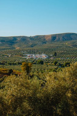 İspanya 'nın Cordoba ilindeki Encinas Reales kasabası Vadofresno, öğleden sonra geç saatlerde açık mavi gökyüzünün altında tepelere yayılan sonsuz zeytin ağaçlarıyla çevrili olarak uzaktan görülüyor.
