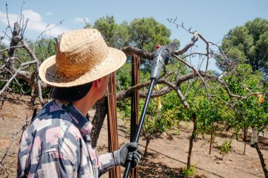 Hasır şapkalı bir adam, parlak yaz güneşinin altında, yeşil gökyüzü ve etrafındaki yeşil ağaçlarla teleskopik budama testeresi kullanarak kuru bir ağaç dalını buduyor.
