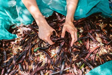 Bir çiftçi, İspanya 'daki bir çiftlikte tarım çalışmaları sırasında toplanan taze meyveleri toplarken, iki eliyle yerdeki yeşil ağlardan taze keçiboynuzu kapar.