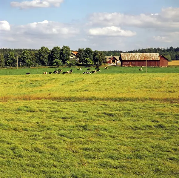 瑞典农场的夏天 — 图库照片