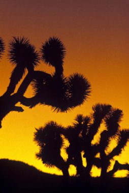 Joshua Tree Ulusal Parkı, Kaliforniya