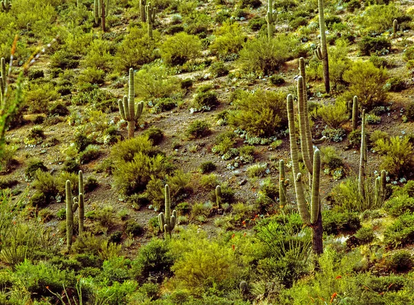 Cacto Saguaro Gigante Deserto Arizona — Fotografia de Stock