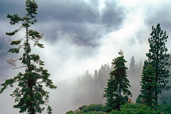 Bosque Tras Tormenta Con Niebla — Foto de Stock