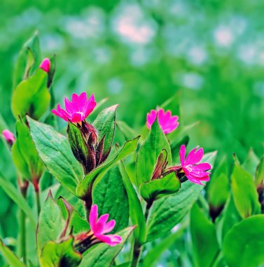 Vahşi Çiçekler Tarlası