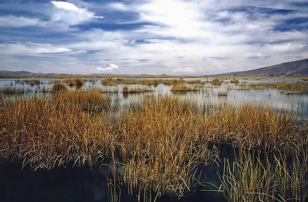 Totora Reeds Lake Titicaca Peru — Stock Photo, Image