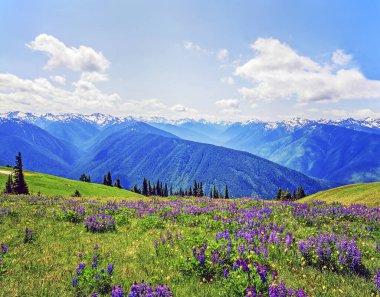 Kasırga Ridge, olimpik Milli Parkı, Washington