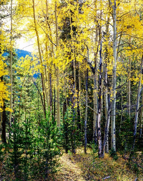 Autunno Nel Parco Nazionale Delle Montagne Rocciose Colorado — Foto Stock