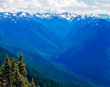 Washington Olimpiyat Ulusal Parkı 'ndaki Kasırga Sırtı