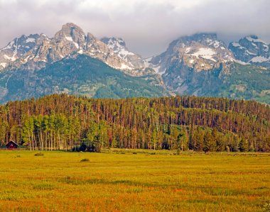Grand Teton, Wyoming 'deki tarlalar ve ormanlar.