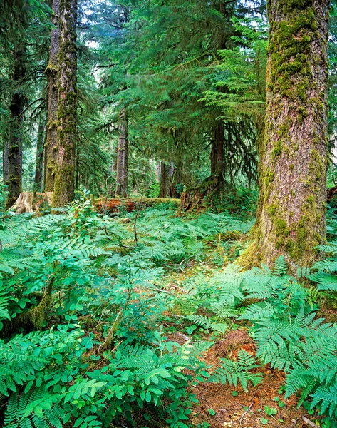 Skogen Olympic National Park Oregon — Stockfoto