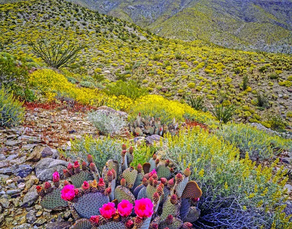 Blooming Desert Anza Borego California — Stock Photo, Image