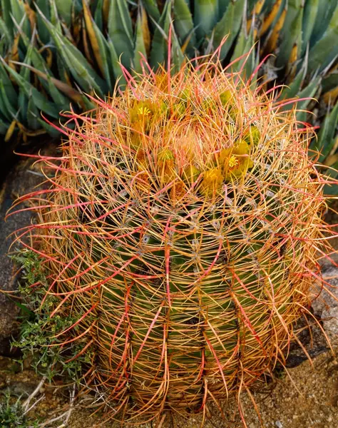 Barel Kaktus Poušti — Stock fotografie