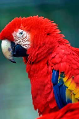 scarlet macaw yakın çekim
