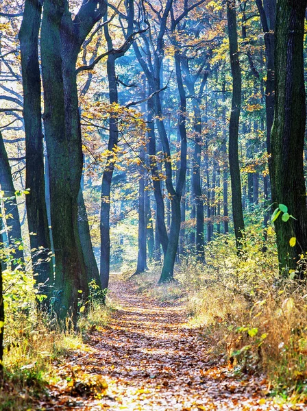 Φθινόπωρο Δάσος Μονοπάτι — Φωτογραφία Αρχείου
