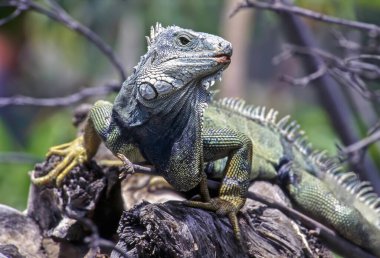 Yeşil bir iguanaya yaklaş.