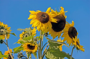 Bir ayçiçeğine yaklaş