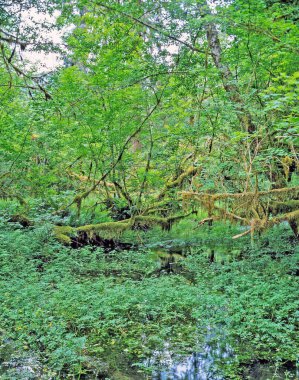 Olimpiyat Ulusal Parkı 'nda yağmur ormanı, Washington