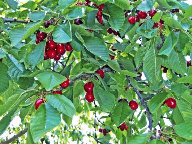 Bahçedeki kiraz ağacı     