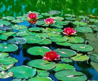 Bir Nilüfer gölet, yakın çekim